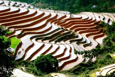 Bantin 17.9 (TN) - Ruong bac thang Hoang Su Phi don nhan bang di tich quoc gia ruongxathongnguyen.jpg?t=1753850341