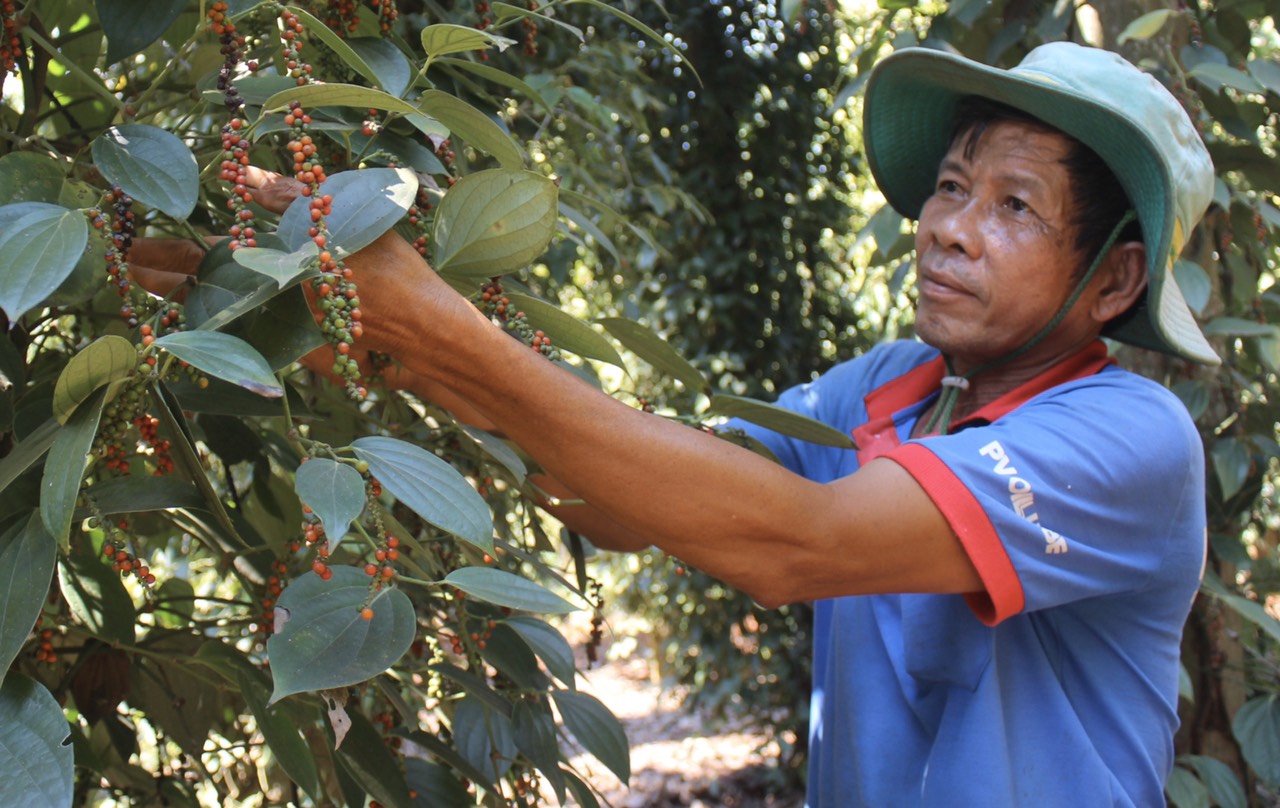 vuontieu.jpg?t=1762423332