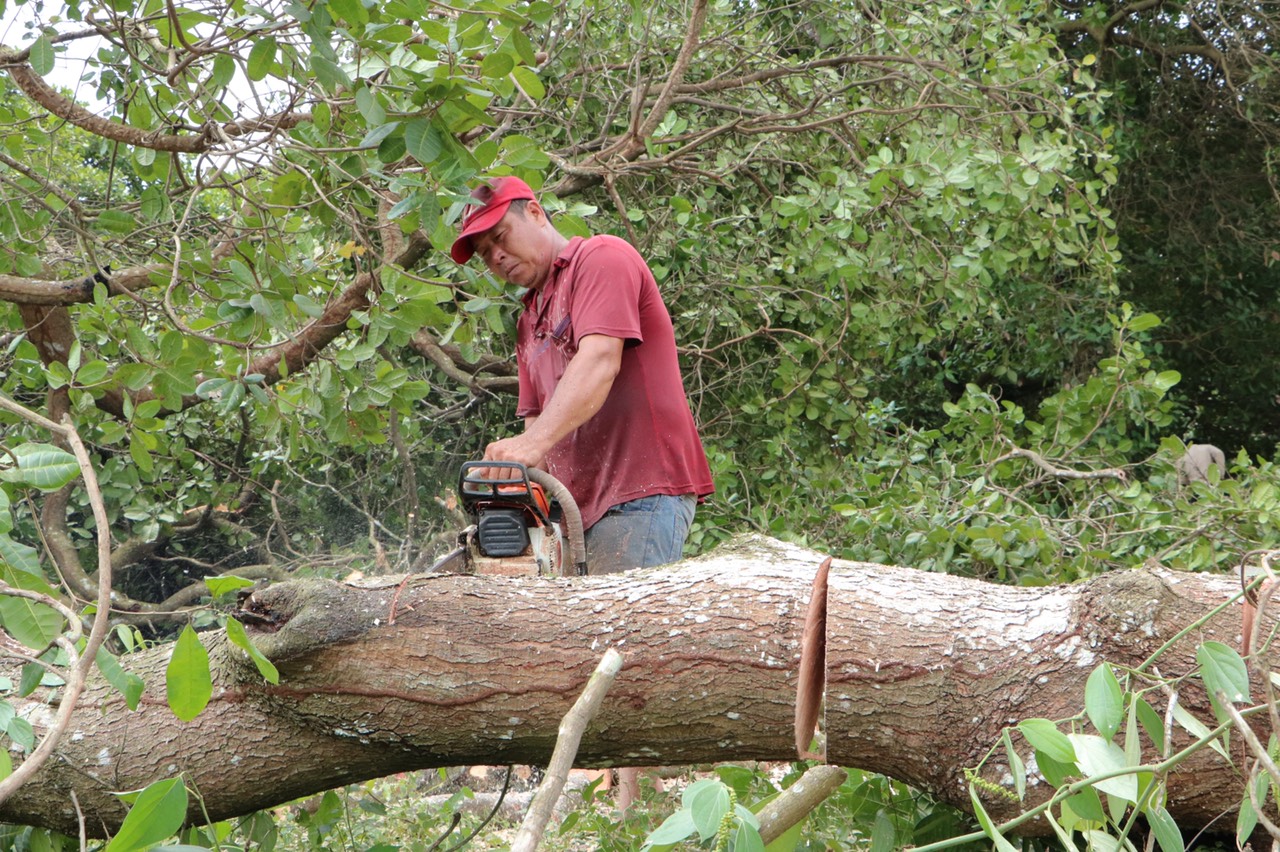 Catvuoncay.jpg?t=1762423332