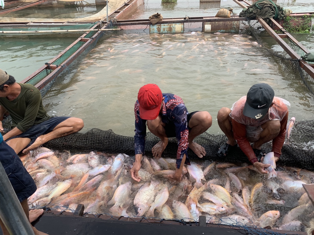 29.4-Sản xuất thủy sản đứng đầu về tăng trưởng.jpg?t=1758876356