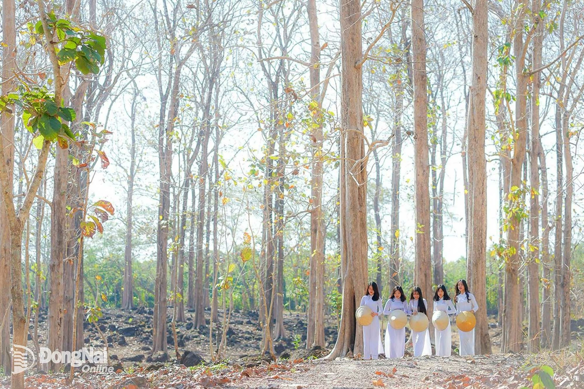 binh minh o rung gia ty xa tan phu 20260331151303 20260331180904