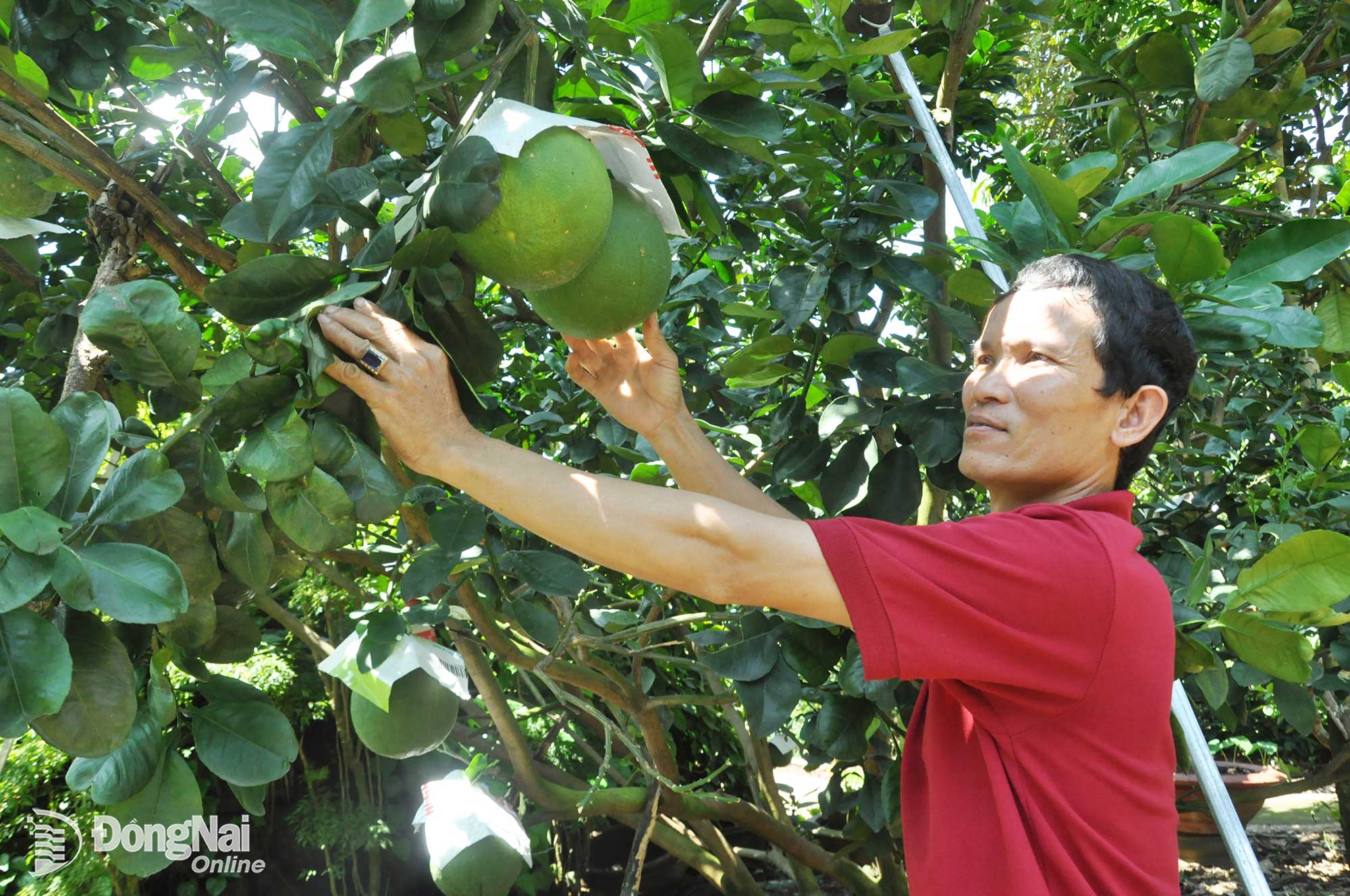 nong dan tan phu cham soc buoi da xanh 20260331162303 20260331180904