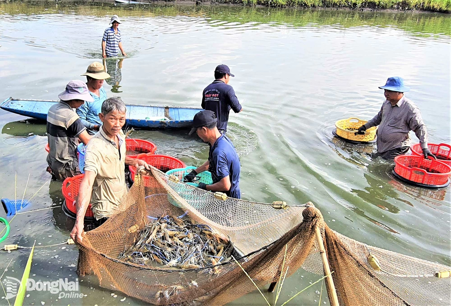 nuoi tom cang xanh o ap tra co 13 da va dang phat trien manh mang lai hieu qua kinh te cao 20260331150539 20260331180904