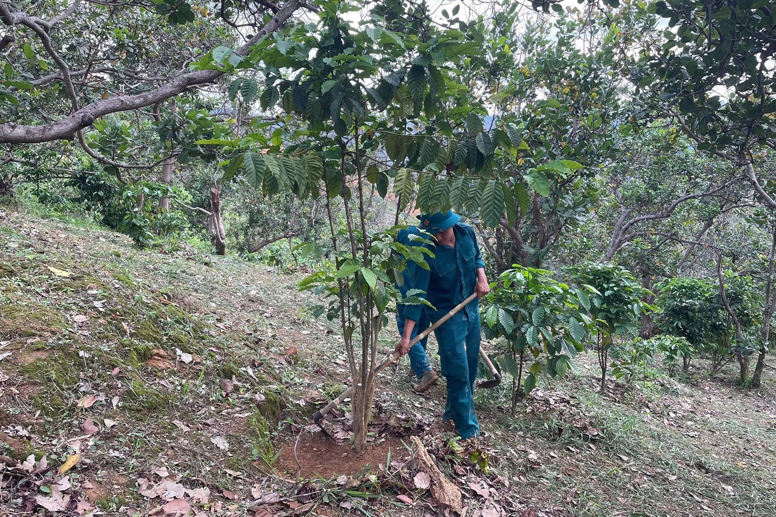 Lực lượng dân quân Ban chỉ huy quân sự xã hỗ trợ làm bồn gốc cà phê