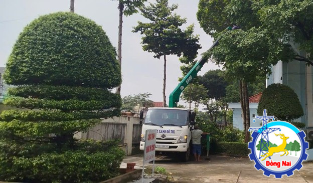 tia cay xanh 1