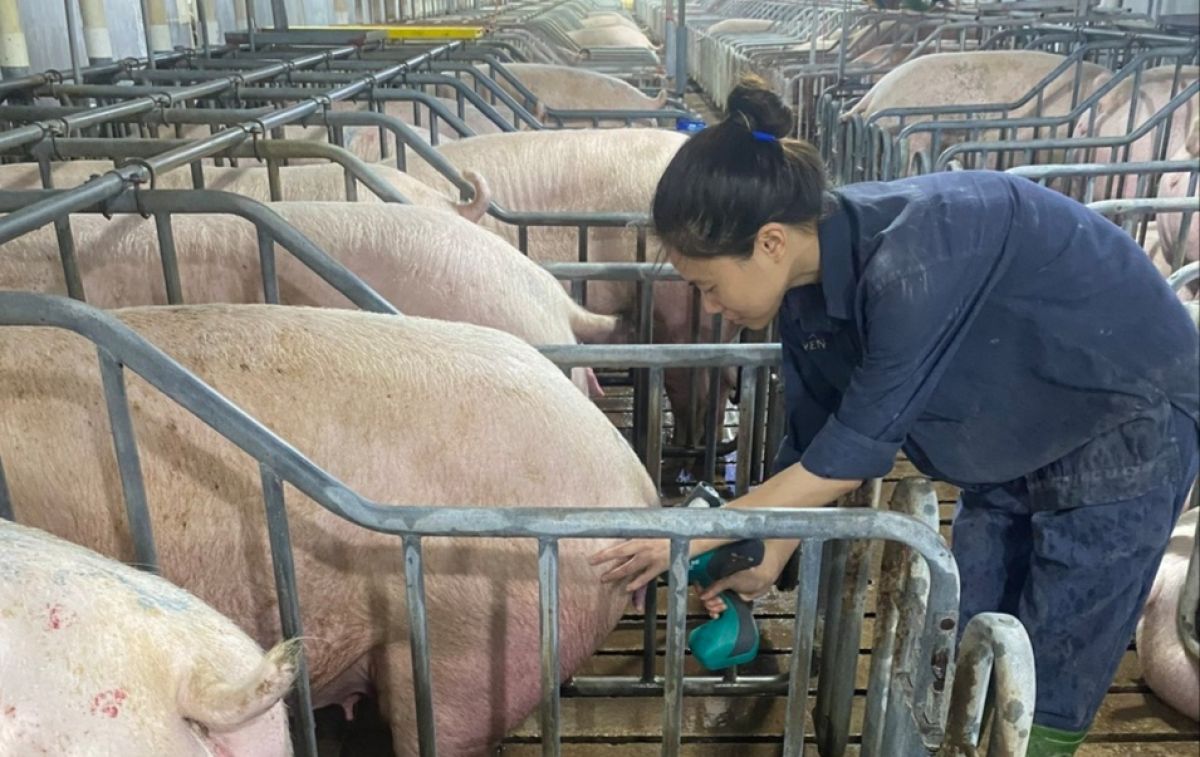 tiêm lợn