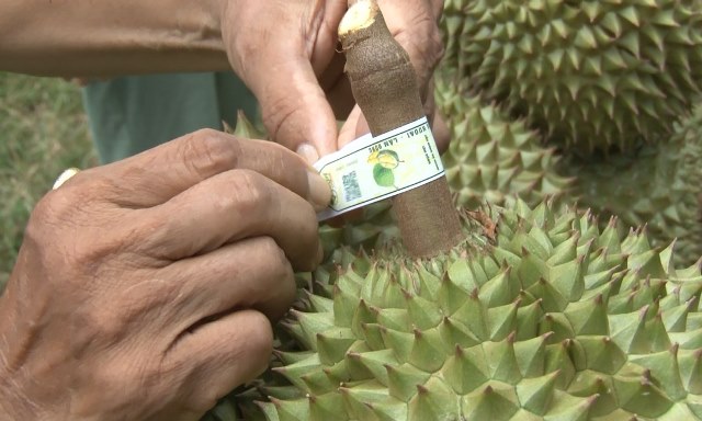 8 tháng qua đã phát hiện gần 400 lô hàng chuối, xoài, thanh long, sầu riêng và mít… bị cảnh báo liên quan đến mã số vùng trồng 