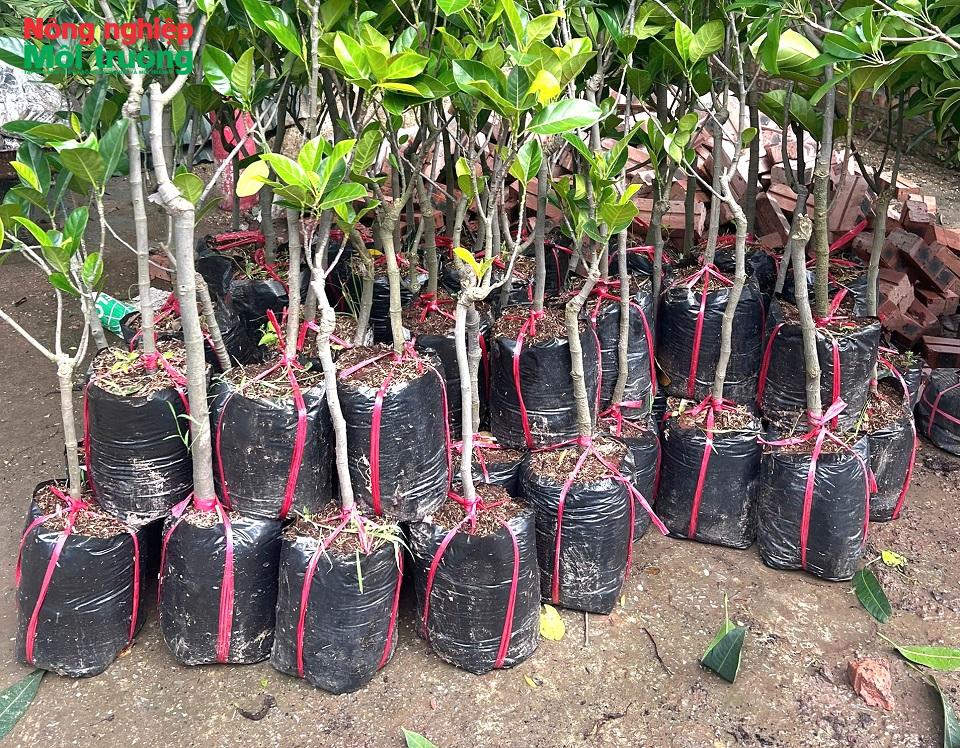 cay_1769571164.jpg?t=1762423301