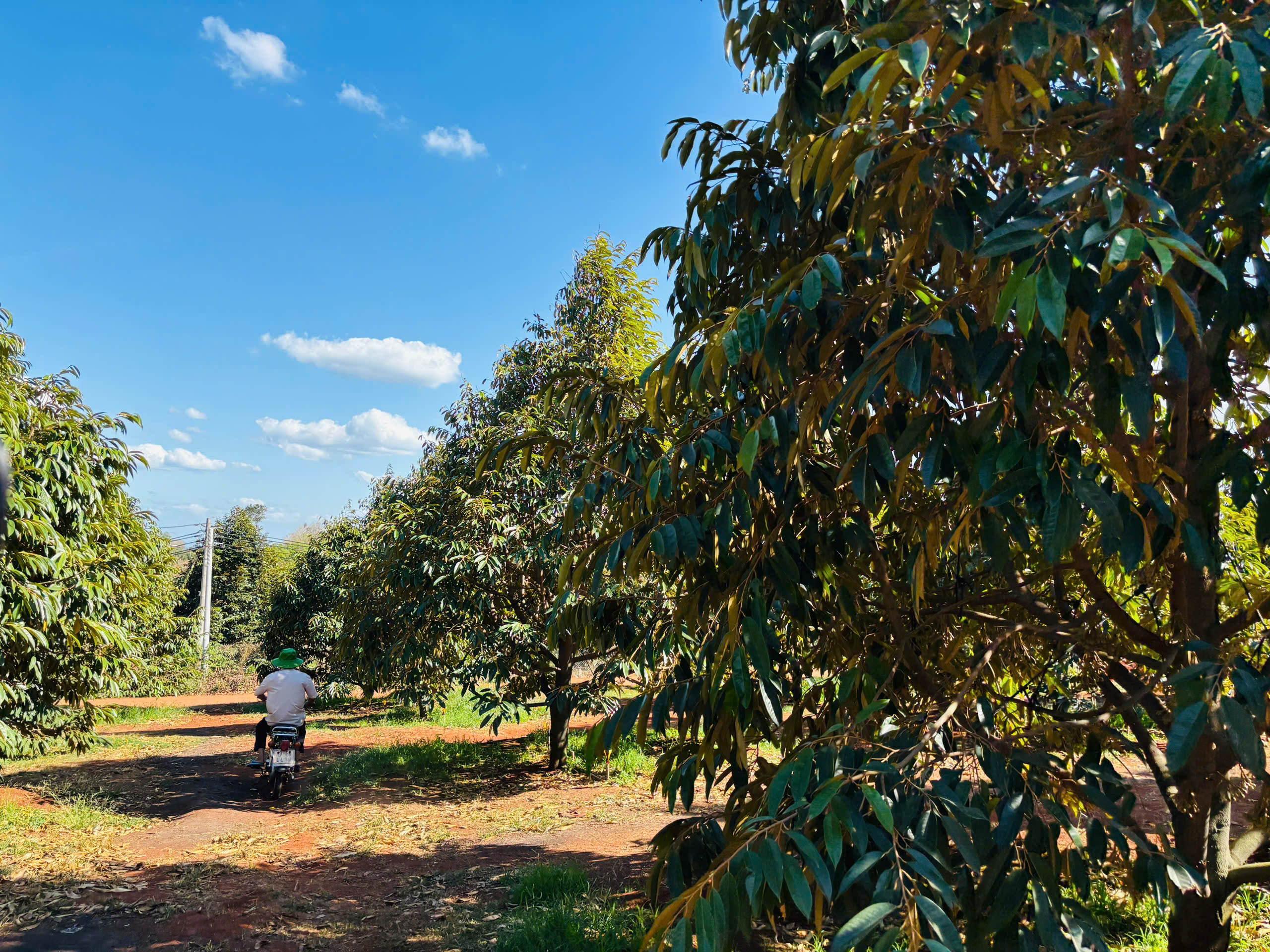HỘI NÔNG DÂN PHƯỜNG PHƯỚC LONG KHẢO SÁT THỰC TẾ VƯỜN ĐIỀU, SẦU RIÊNG, CAO SU TẠI KHU VỰC PHƯỚC TÍN