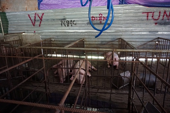 Heo thit.JPG?t=1762423302