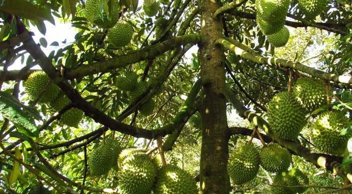 233 sau rieng.jpg?t=1762423302