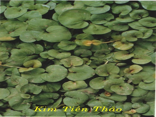 kim_tien_thao.jpg?t=1757037856