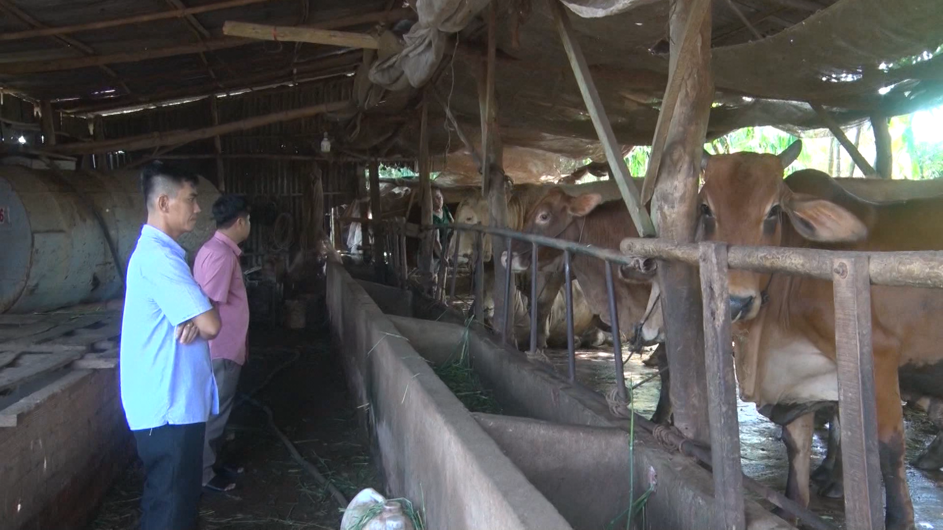 Hội Nông dân tham quan mô hình nuôi bò sinh sản tại ấp Bến Nôm 2