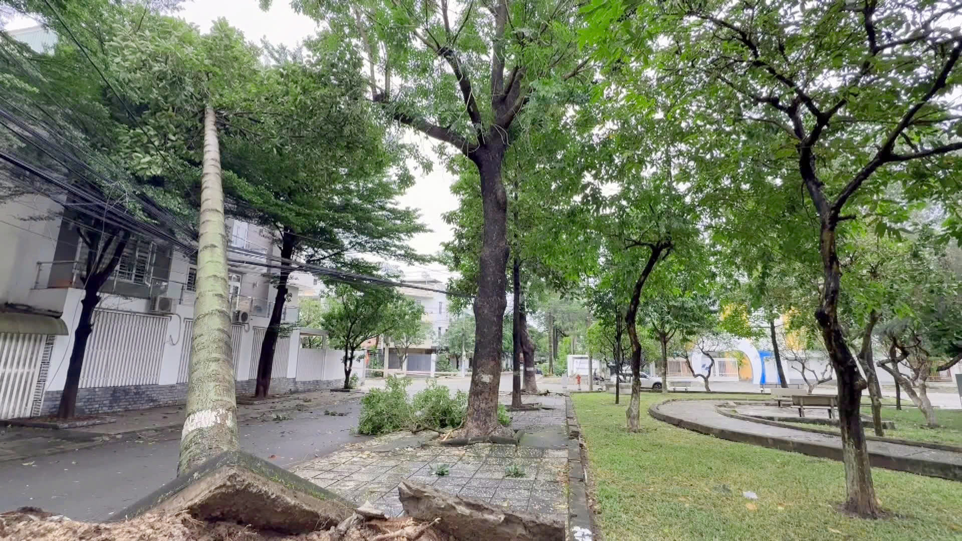 Nhiều nơi trên địa bàn phường Trấn Biên cây cối ngã đổ cản trở lưu thông.