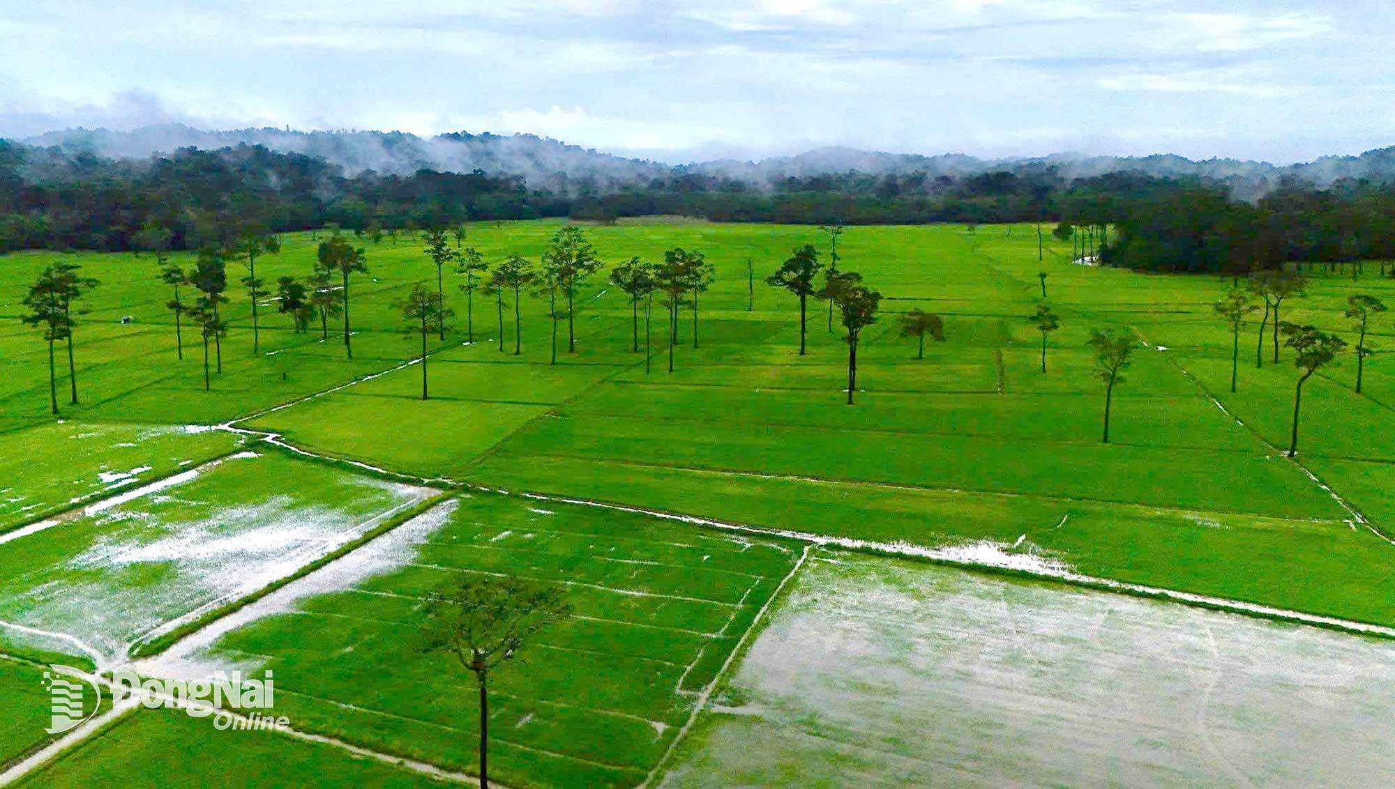 Từ trên cao, cánh đồng Tà Lài như tấm thảm khổng lồ được dệt từ màu xanh của lúa, của rừng. Ảnh: Thủy Tiên