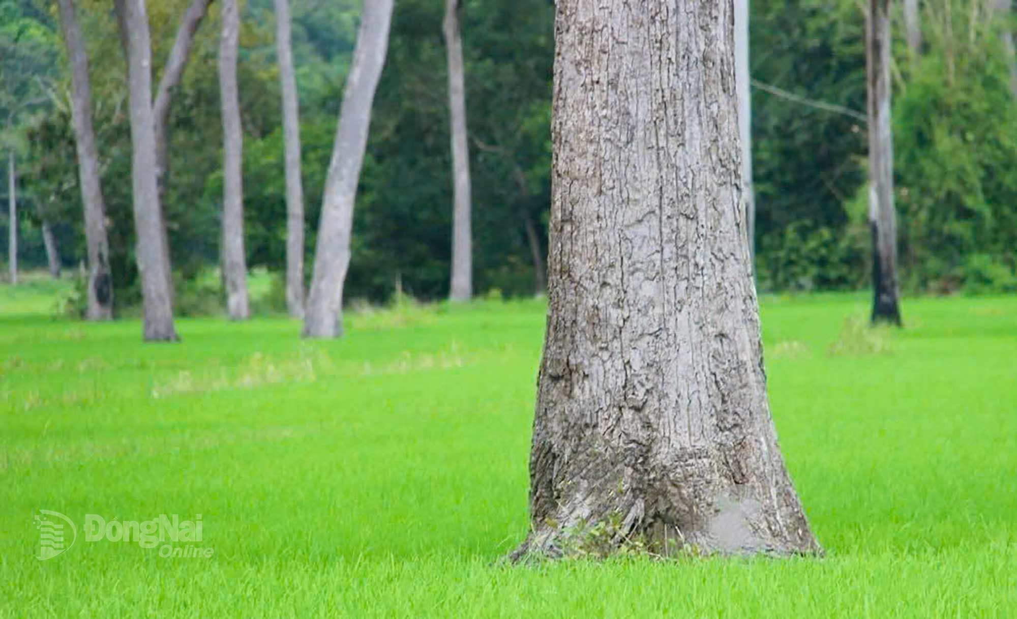 Một gốc cây dầu cổ thụ giữa cánh đồng Tà Lài. Ảnh: Thủy Tiên