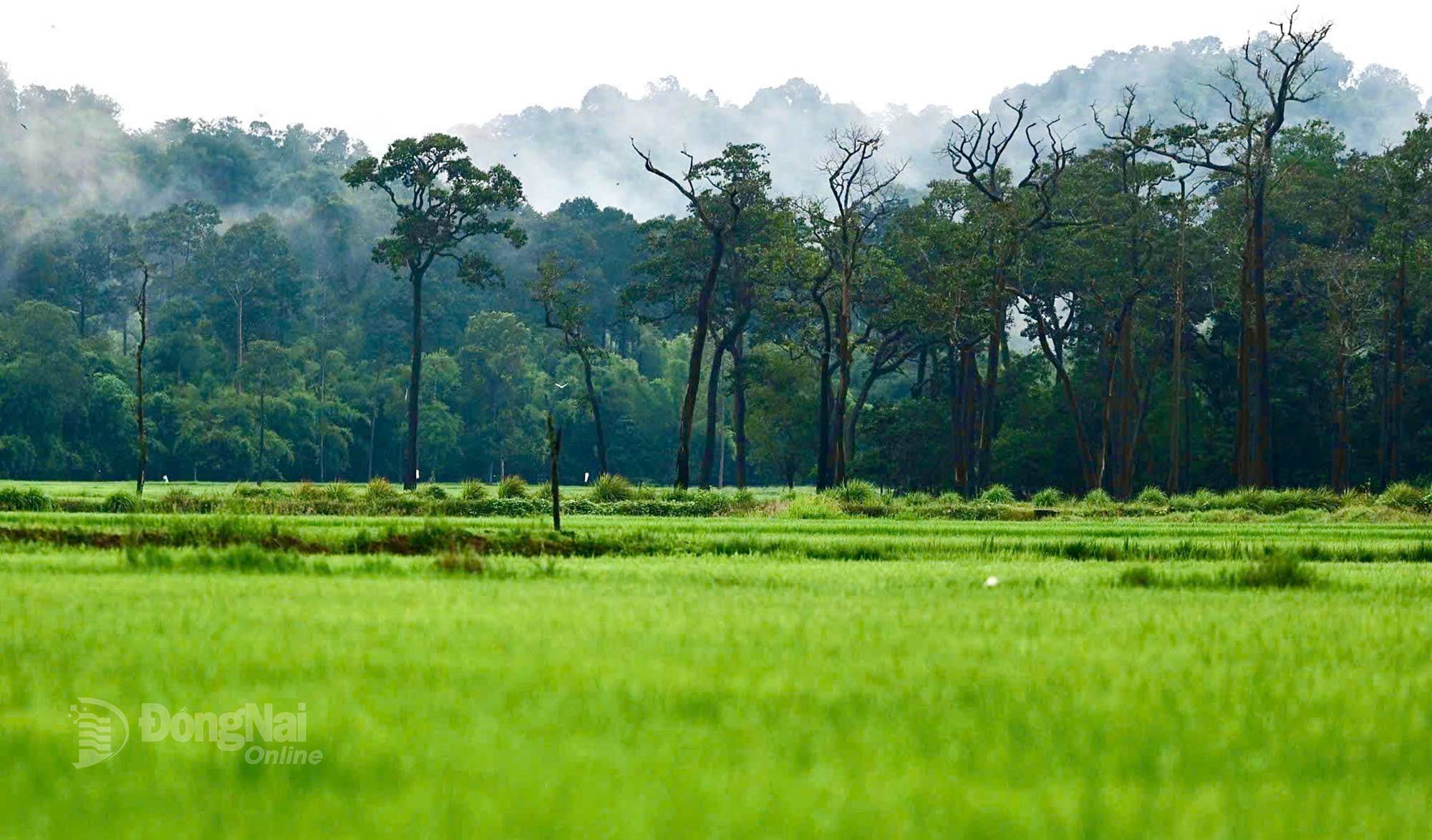Cánh đồng lúa Tà Lài không chỉ mang vẻ đẹp mộc mạc, yên bình mà còn được tô điểm thêm vẻ hoang sơ đầy cuốn hút. Ảnh: Thủy Tiên