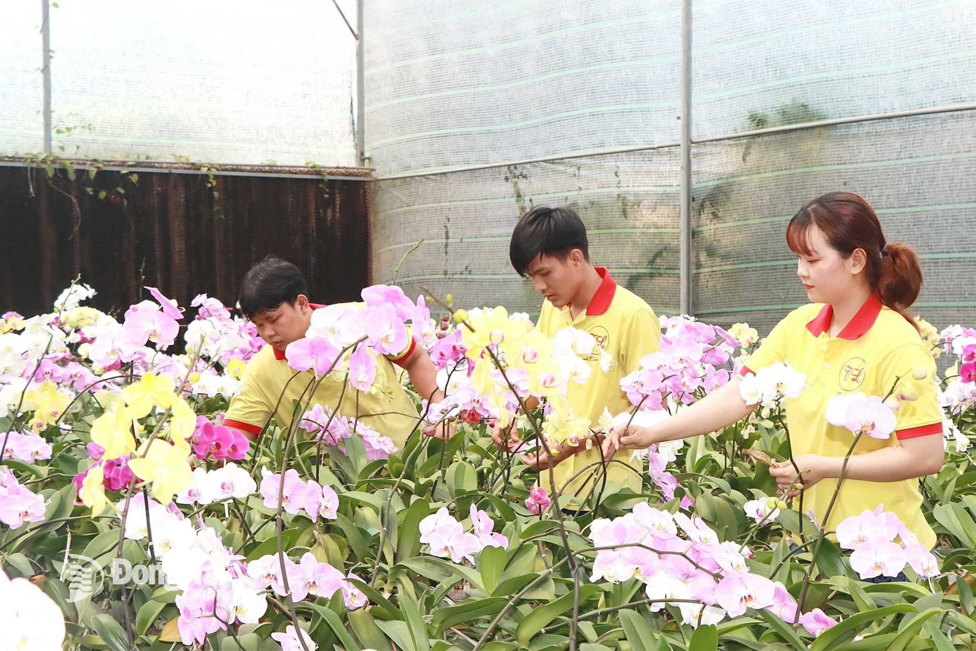 Cơ sở Lan hồ điệp Thiên Lan (phường Trấn Biên) luôn có hoa đáp ứng nhu cầu khách hàng