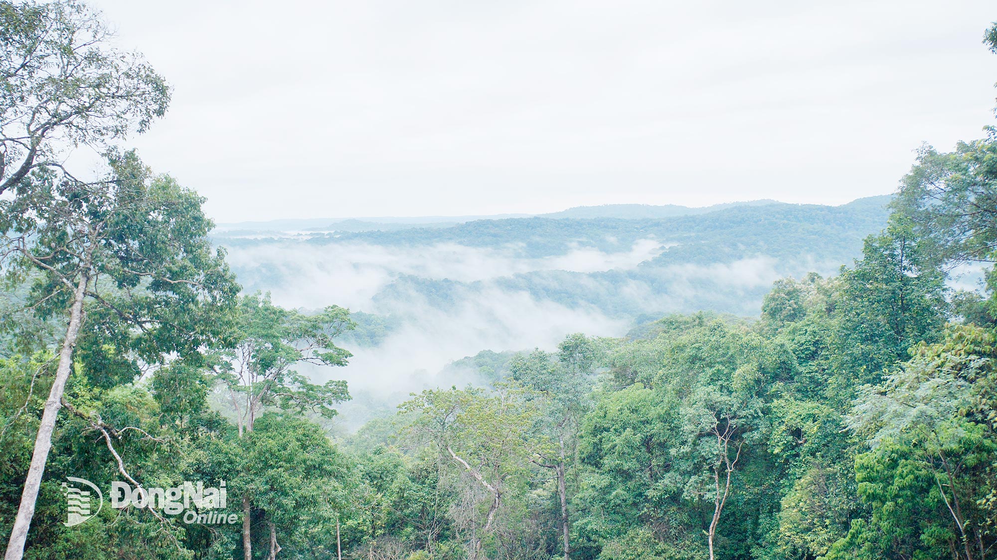 Thời điểm buổi sáng, Vườn quốc gia Bù Gia Mập như chìm trong sương mai