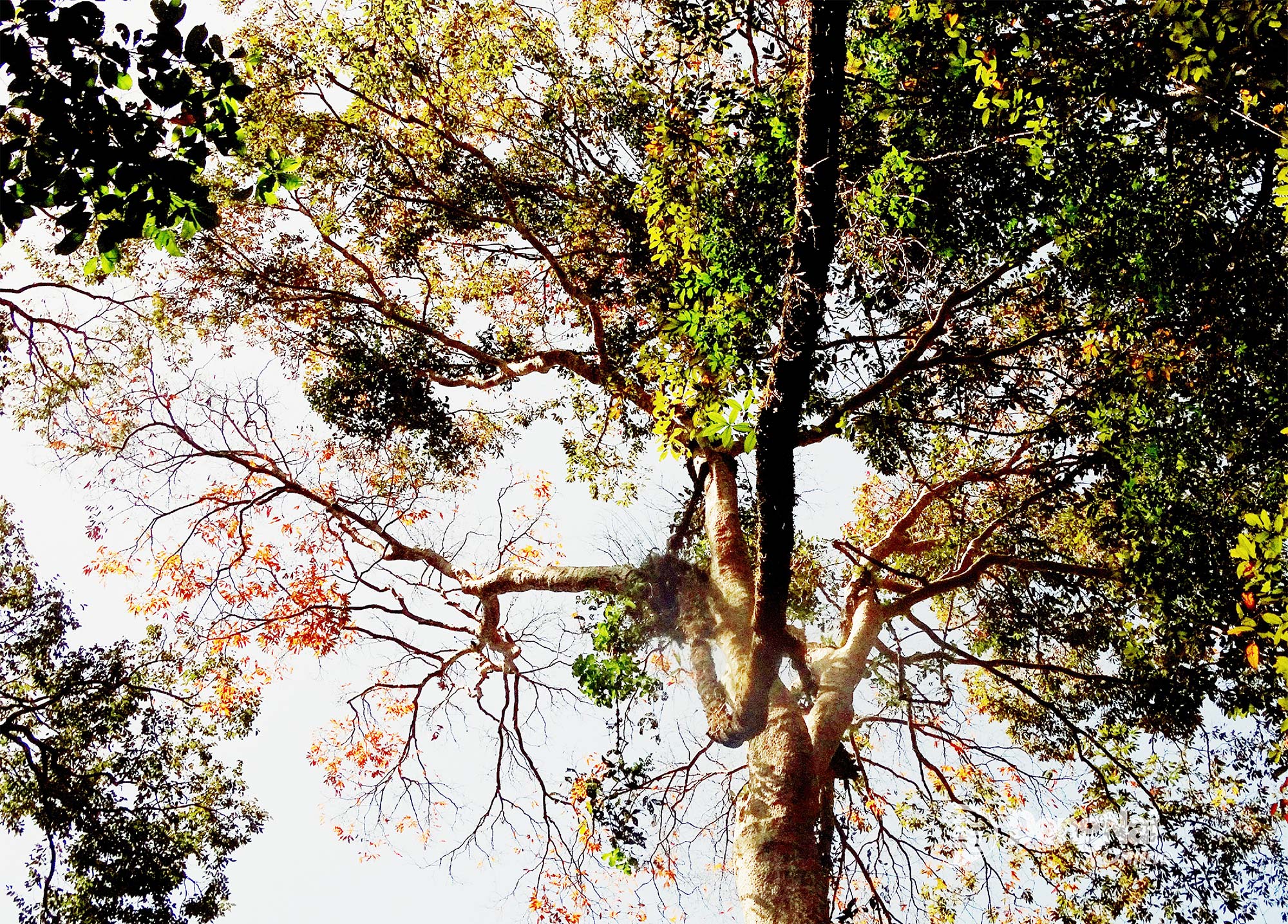 Nhiều cây rừng 'thay áo mới' với những mảng màu đan xen của các tầng sinh thái