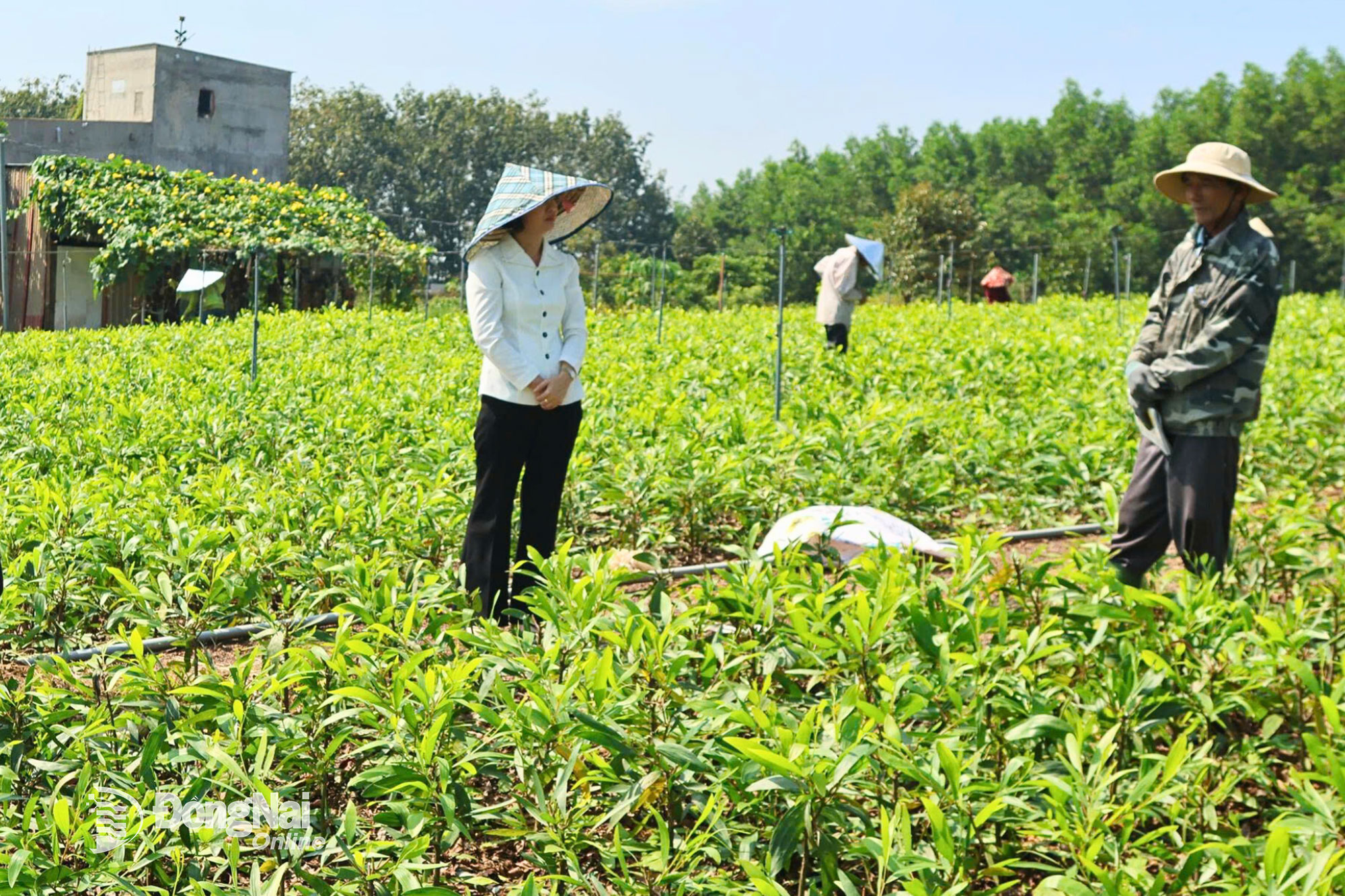 Chủ tịch UBND xã Trị An Nguyễn Thị Dung tham quan vườn hom tràm. Ảnh: Quang Huy