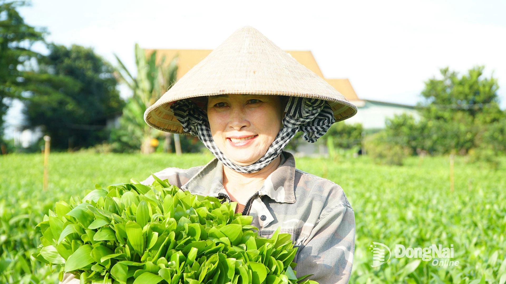 Chủ vườn đi gom những bó hom tràm đã được cắt xong. Ảnh: Minh Hạnh