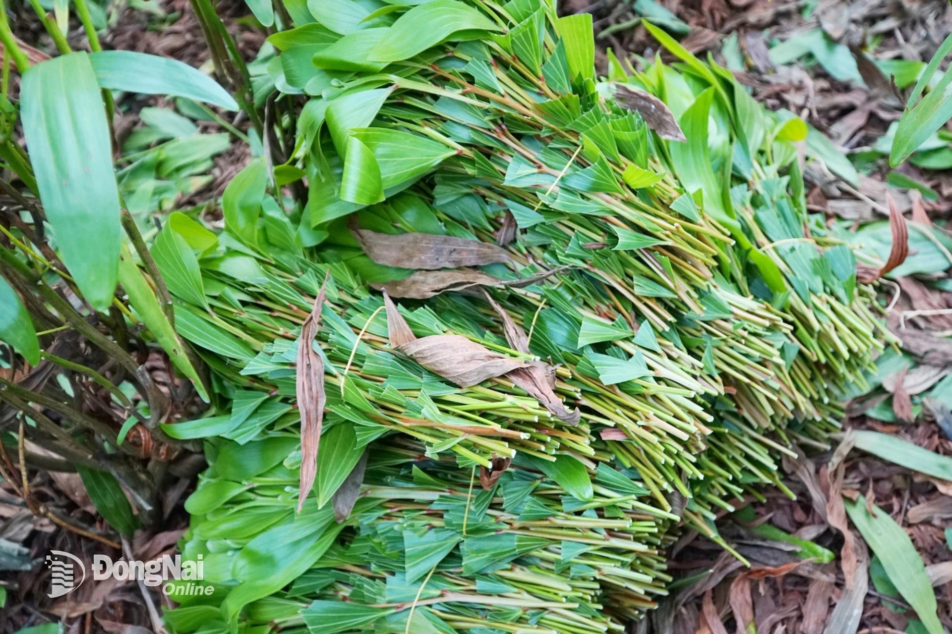 Những bó hom tràm được để gọn một góc chờ vận chuyển. Ảnh: Quang Huy