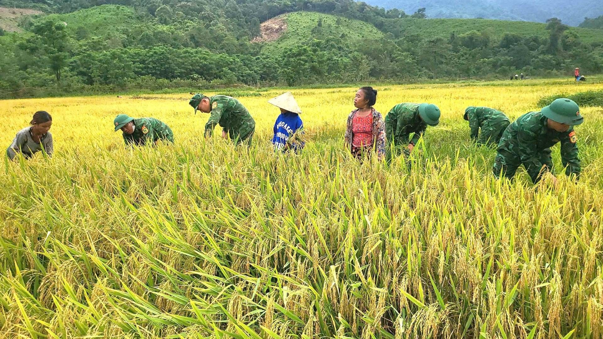 Cán bộ, chiến sĩ Đồn Biên phòng cửa khẩu quốc tế Cha Lo giúp dân gặt lúa. Ảnh: Hương Giang