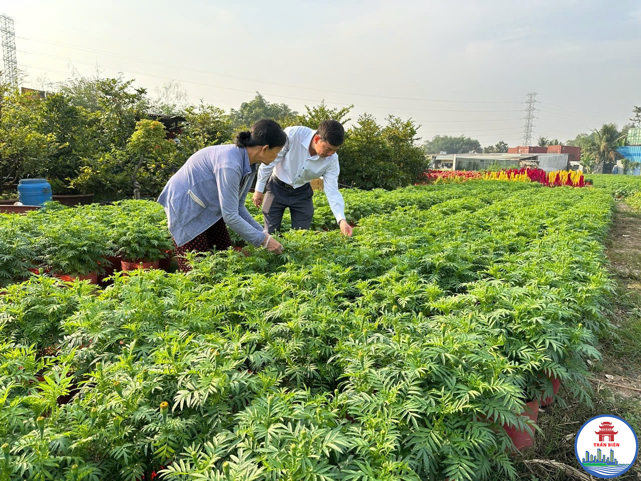 Ông Bồ Trọng Hiếu, Phó Chủ tịch Ủy ban MTTQ Việt Nam phường , Chủ tịch Hội Nông dân phường Trấn Biên thăm hỏi tình hình trồng hoa Tết của hộ bà Phan Thị Ánh