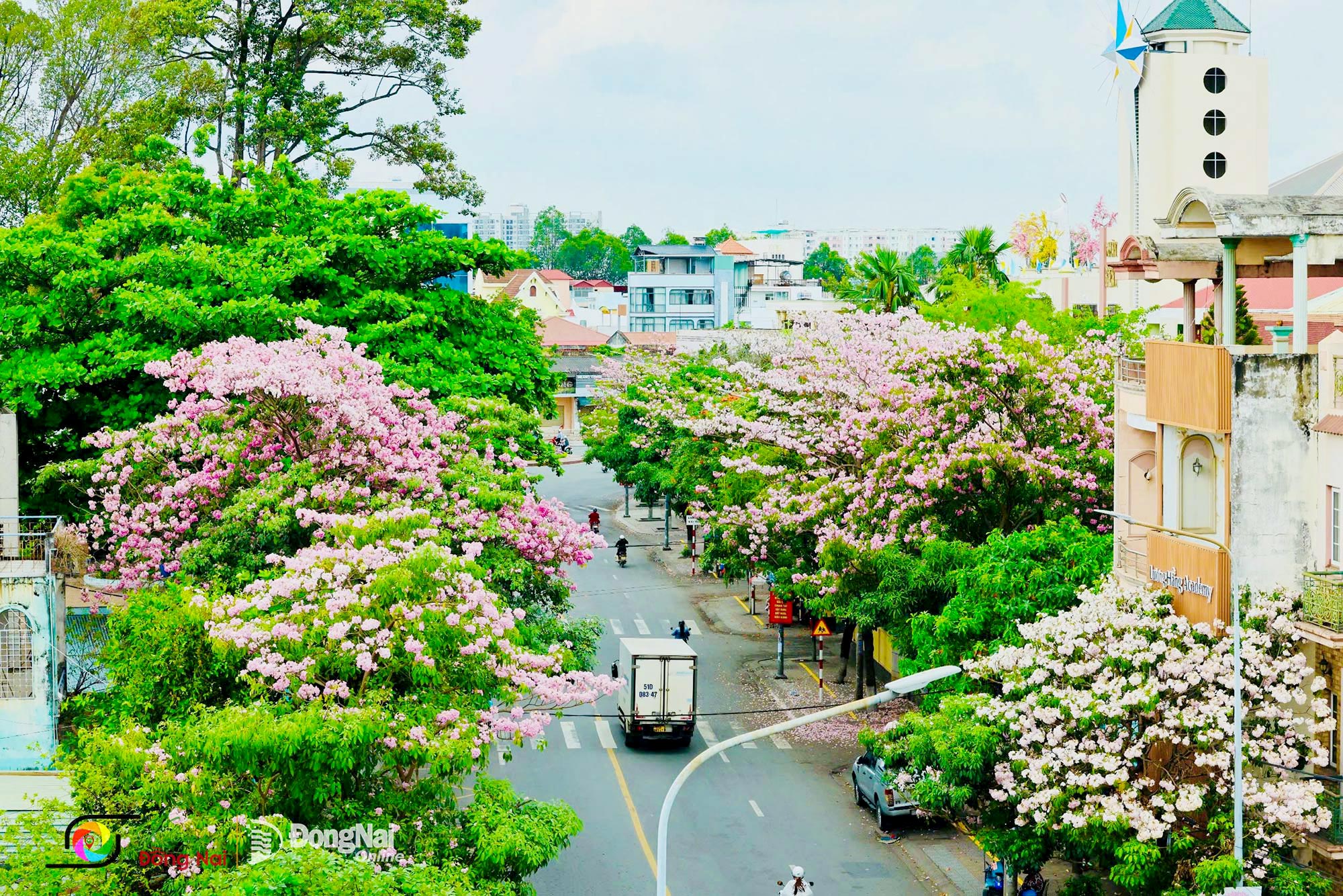 Đường Cách mạng Tháng Tám trước Trường tiểu học Nguyễn Du, phường Trấn Biên nên thơ với những hàng cây kèn hồng rực rỡ. Ảnh: Công Nghĩa