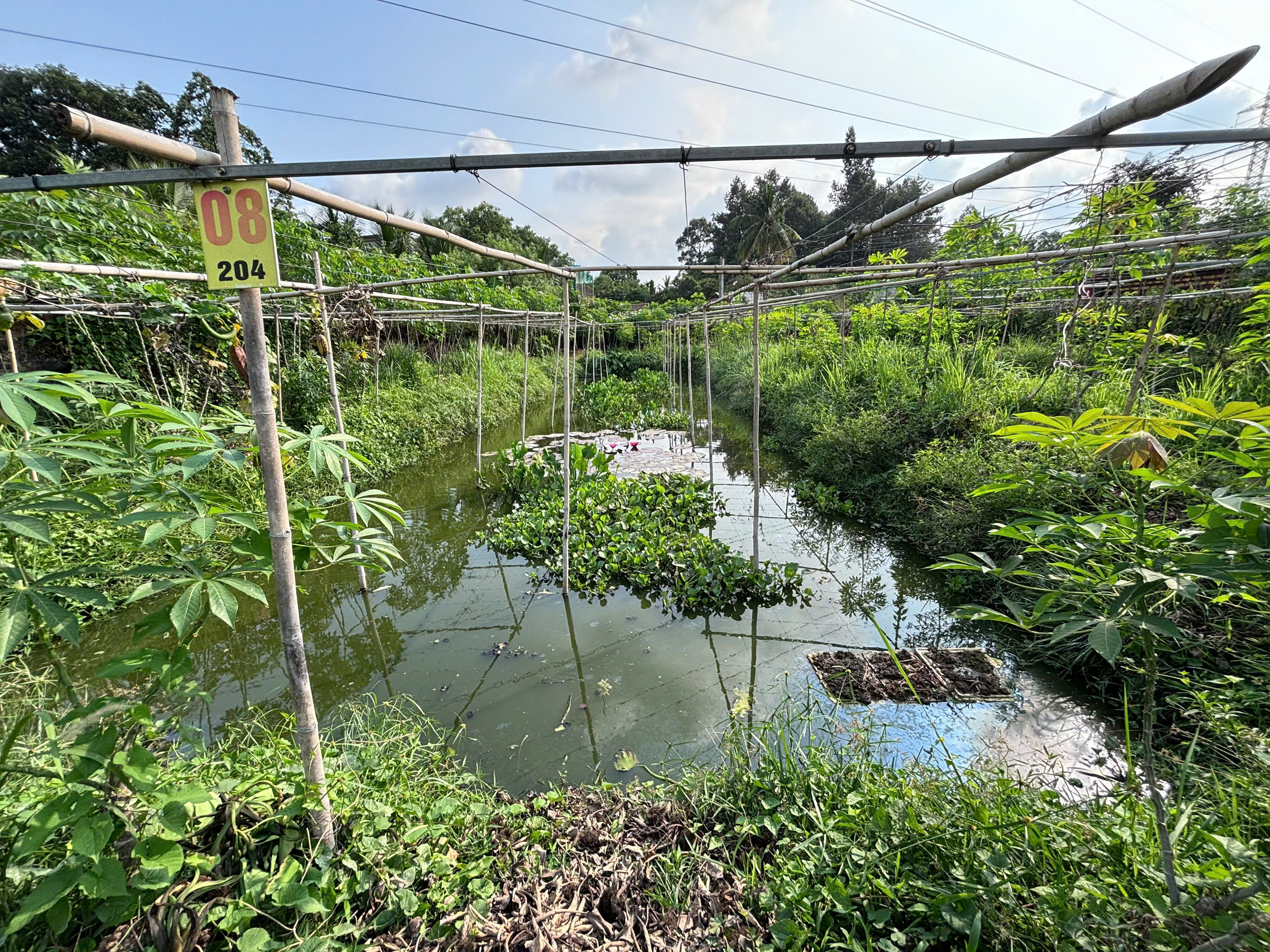 Ao nuôi ốc bươu đen của anh Trần Ngọc Tân