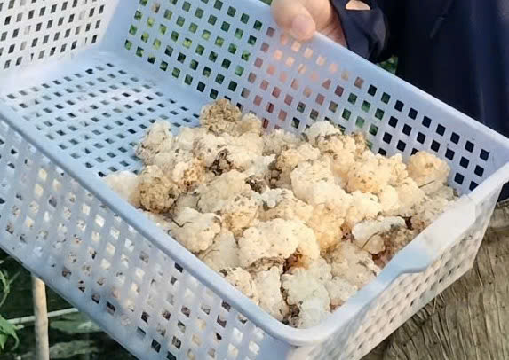 Trứng của ốc bươu đen