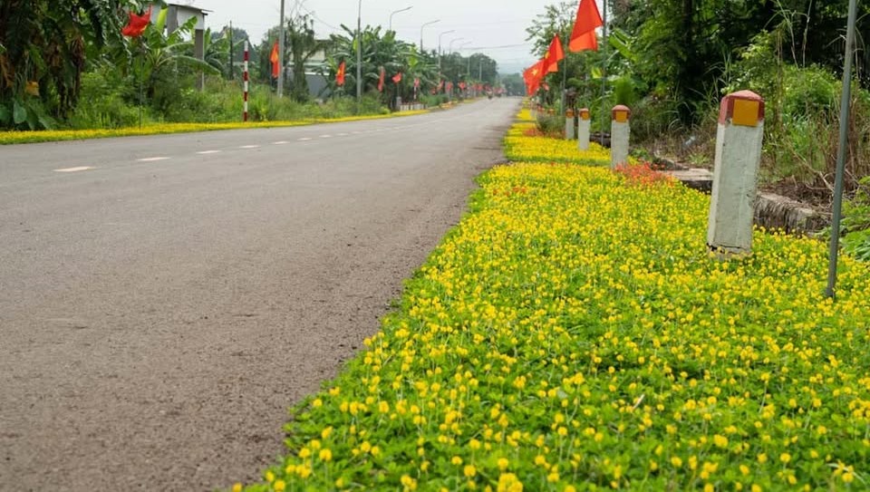 Hạt điều rang muối Tâm Phố