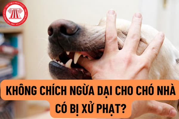 Quy định xử phạt hành vi không tiêm phòng vắc xin Dại cho chó, mèo