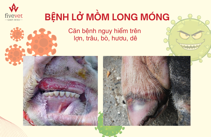 Fivevet - Công ty CP thuốc thú y Trung Ương 5 • CÁCH PHÒNG VÀ ĐIỀU TRỊ HIỆU QUẢ BỆNH LỞ MỒM LONG MÓNG