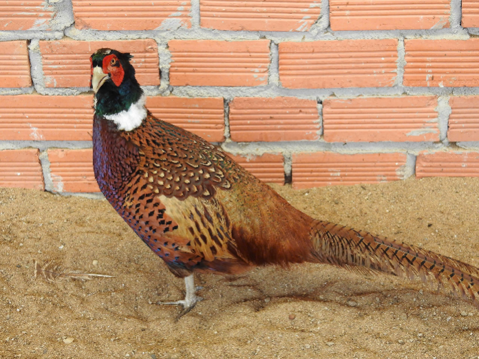 image 20260101111240 1