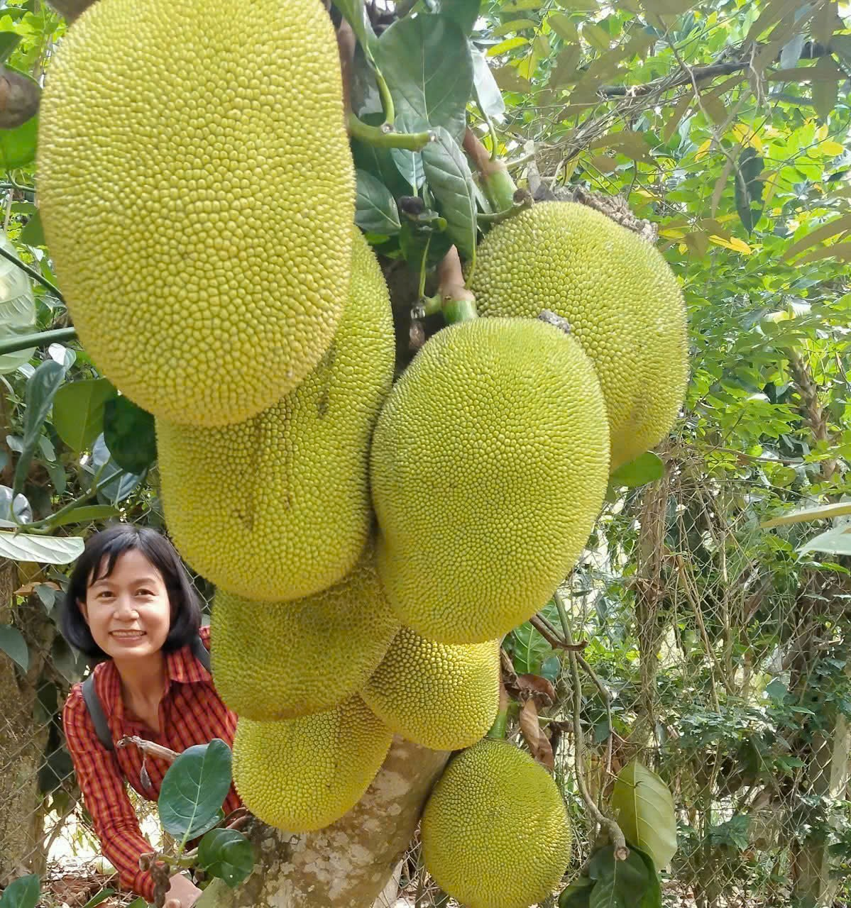 QUY TRÌNH KỸ THUẬT THÂM CANH TỔNG HỢP CHO CÂY MÍT