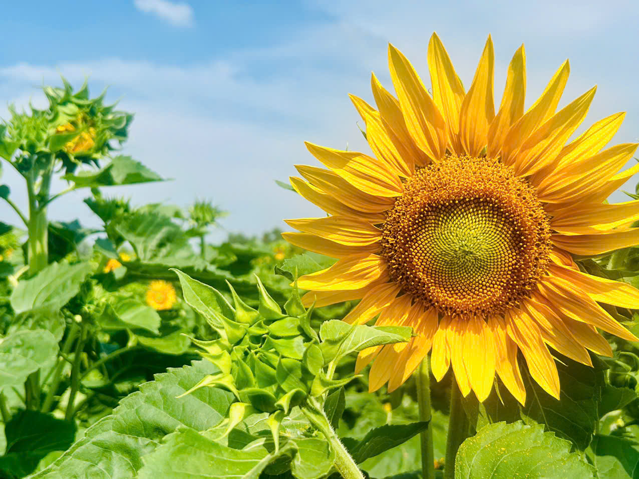 VƯỜN HOA MẶT TRỜI ẤP BÌNH XUÂN 1, XÃ XUÂN PHÚ - ĐIỂM CHECKIN MỚI TRONG DỊP TẾT NGUYÊN ĐÁN 2026