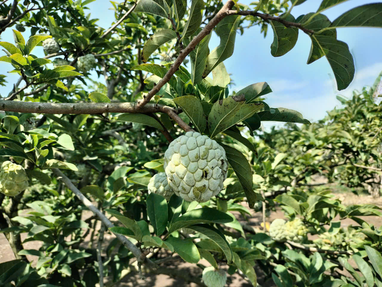 z7531145262387 d02163b98c63e2aa804698b3073c021a