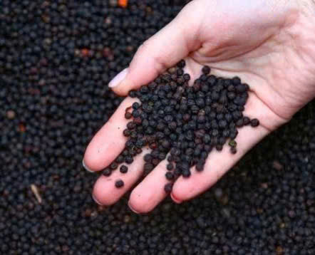 Xã Xuân Thành tăng cường kiểm soát việc sử dụng chất tạo màu Sudan IV trong sản xuất, chế biến, kinh doanh nông sản (gia vị như: tiêu, ớt khô,…) và khuyến cáo người dân không sử dụng bao đựng, bạt phơi nông sản có màu sắc tránh nhiễm chéo chất tạo mà