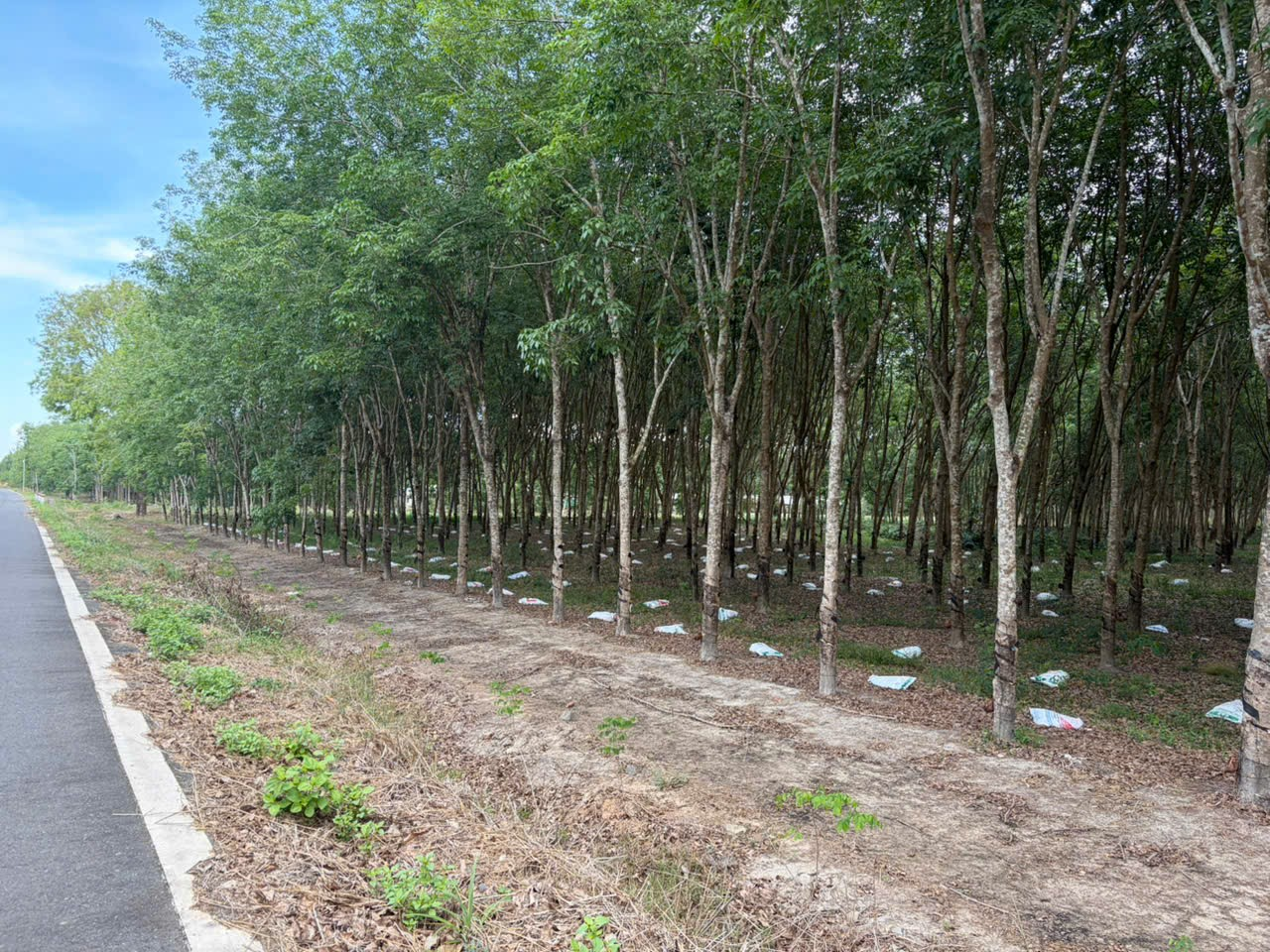 Đẩy mạnh công tác phòng cháy, chữa cháy rừng mùa khô năm 2025-2026